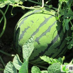 辽宁凌海拱棚西瓜上市：凌海市永盛