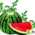 河北清苑8424西瓜：北王力王保义