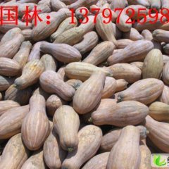 嘉鱼早熟南瓜：潘家湾刘国林