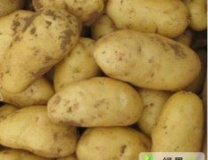 现有冷库荷兰土豆一百万斤，三两以上，6毛