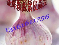 丰台区北京市张金正：北京大蒜种子6.8元/斤