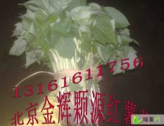 丰台区北京市张金正：商薯19红薯2.8元/斤