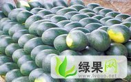 湖北宜城黑美人西瓜6月中旬即将大量上市