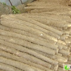 河北清苑,麻山药：东吕乡张新军