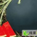 河南中牟黑皮无籽：大洪市林彦磊