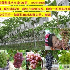 湖北公安：葡萄--李玄