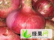 河南博爱红皮洋葱：磨头镇芮文光