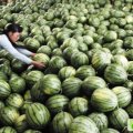河南开封县西瓜：郭庄西王利平