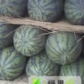 河南金明京欣：于元村郭文生