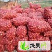 山东单县红皮洋葱：城北董兵