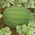 山东泗水甜蜜蜜：杨柳张飞