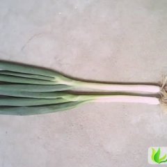 山东惠民章丘大葱：姜楼镇刘宏志