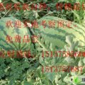 新疆昌吉市安农2号：庙尔沟李生