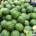 河北清苑京欣：蒋庄李峰