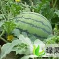湖北钟祥官庄湖农场西瓜6月20号上市
