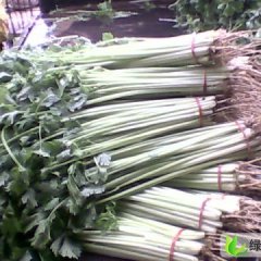 山东东昌府芹菜苗：于集镇祝玉科