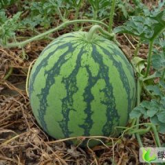 黑龙江西瓜代办