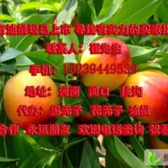 河南扶沟中油12号：吕潭乡崔雅杰