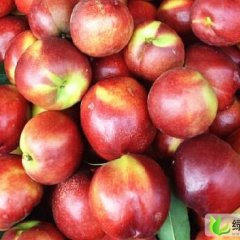 2013山东蒙阴早熟蜜桃6月15日最新报价