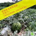 保定清苑张登冀中瓜果蔬菜市场 常海涛代办处