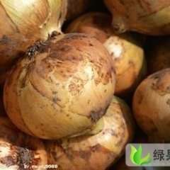 山东平度黄皮洋葱无公害绿色蔬菜生产基地