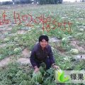 内蒙古乌拉特前旗西农8号，丰抗：苏独仑乡小班