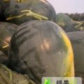 山东泗水黑金刚：杨柳镇刘进