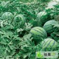 江苏铜山京欣：张及镇李长喜