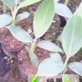 广西西乡塘黑美人：坛洛镇小三哥