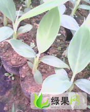 黑美人价格