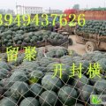 河南开封县花皮无籽