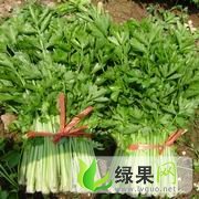 山东博兴美国西芹：芹菜基崔经理