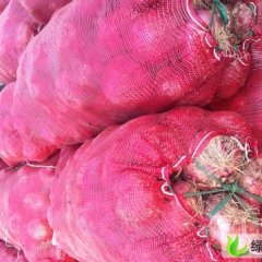 河北鸡泽洋葱：司马堡彭举