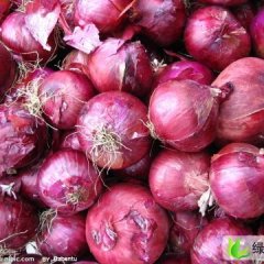 山东坊子红皮洋葱：眉村镇王有朋