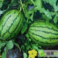 中国江北山东省最大的西瓜市场即将开业