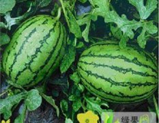 中国江北山东省最大的西瓜市场即将开业