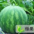 河南开封杏花营镇榆园西瓜批发大市场：江小法