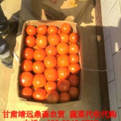 甘肃靖远特供优质粉果西红柿