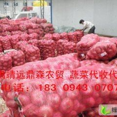 甘肃靖远县红皮洋葱大量上市