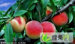 陕西蒲城桃子：沙红 红不软