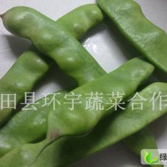 河北玉田油豆角：唐山市张金良