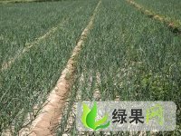 甘肃高台紫皮洋葱：黑泉乡殷开喜