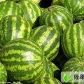 河南开封县京欣：郭庄村李占付