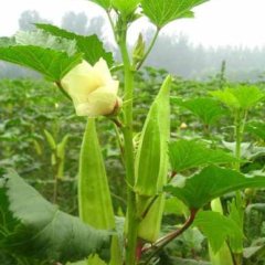 四川蓬溪：李勇