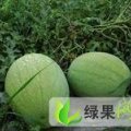 山东省菏泽西瓜即将上市 东明西瓜