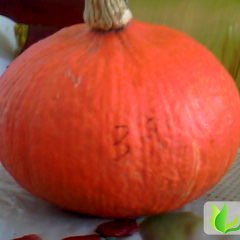 山西神池黑。红皮南瓜等：贺职乡刘义