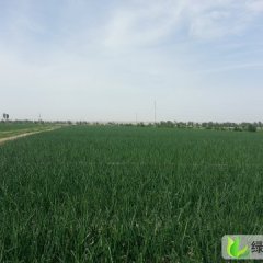 甘肃高台黄皮洋葱：宣化镇王睿