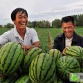 新疆昌吉市新疆西瓜：何培飞