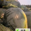 山东鄄城冠龙：左营乡李志福