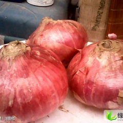 河南宁陵红皮洋葱：逻岗镇翟先生